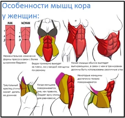 Як накачати прес повне качательное керівництво (білої лінії живота) Як накачати прес повне качательное керівництво