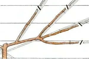 Як обрізати абрикос і сформувати крону догляд за деревом (гілки другого порядку) Як обрізати абрикос і сформувати крону догляд за деревом