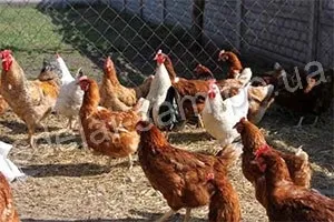 Як обладнати курник