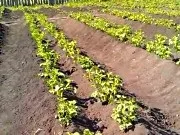 Посадка картоплі по Мітлайдера, відео, метод Мітлайдера (посадка картоплі по Мітлайдера) Посадка картоплі по Мітлайдера, відео, метод Мітлайдера