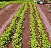Посадка картоплі по Мітлайдера, відео, метод Мітлайдера (посадка) Посадка картоплі по Мітлайдера, відео, метод Мітлайдера