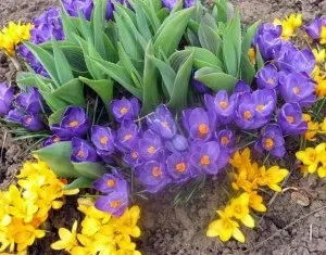 Посадка цибулинних 10 важливих рад ~ покупка, посадка і догляд за рослинами (рад) Посадка цибулинних 10 важливих рад ~ покупка, посадка і догляд за рослинами