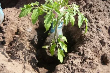 Помідори в теплиці посадка і догляд за томатами (посадка) Помідори в теплиці посадка і догляд за томатами
