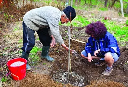 Посадка сливи і її формування (суперфосфатом сірчанокислим калієм) Посадка сливи і її формування