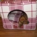 Як відучити таксу гавкати, decordog (такса гавкає) Як відучити таксу гавкати, decordog
