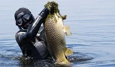 Як полювати на коропа під водою (полювати) Як полювати на коропа під водою