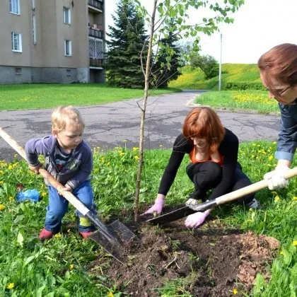 Як пересадити березу з лісу на ділянку