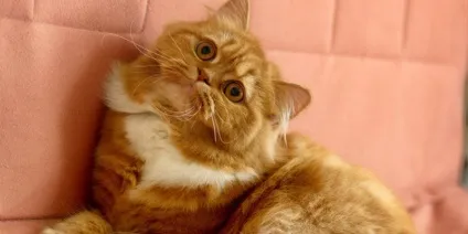 Який породи кіт у чоботях 1 (чоботях) Який породи кіт у чоботях 1
