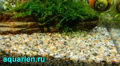 Як підготувати грунт для акваріума своїми руками - акваріум - блог акваріума (підготувати) Як підготувати грунт для акваріума своїми руками - акваріум - блог акваріума