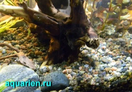 Як підготувати грунт для акваріума своїми руками - акваріум - блог акваріума (грунт) Як підготувати грунт для акваріума своїми руками - акваріум - блог акваріума
