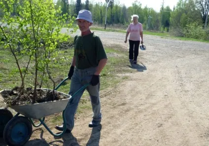 Як пересадити березу з лісу на ділянку