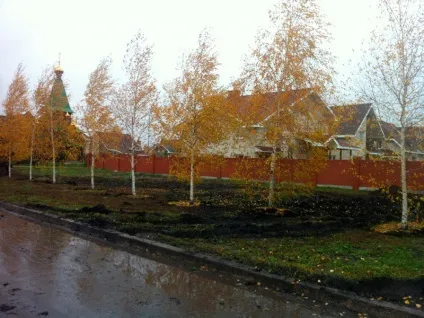 Як пересадити березу з лісу на ділянку