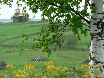 Як пересадити березу з лісу на ділянку