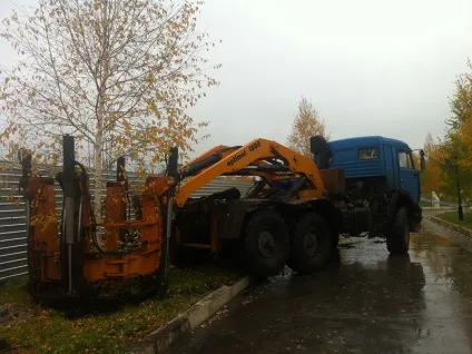 Як пересадити березу з лісу на ділянку
