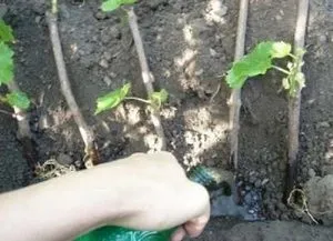 Як посадити і розмножити дівочий виноград за допомогою різних способів (посадити) Як посадити і розмножити дівочий виноград за допомогою різних способів