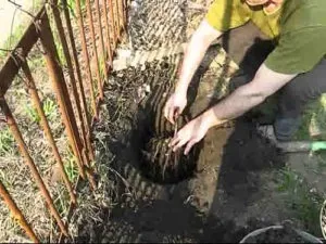 Як посадити і розмножити дівочий виноград за допомогою різних способів (різних) Як посадити і розмножити дівочий виноград за допомогою різних способів