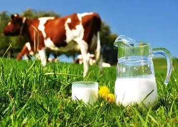 Як підвищити надої молока у корови (корови) Як підвищити надої молока у корови