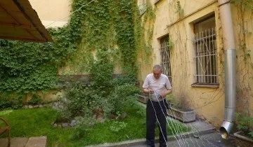 Як посадити і розвести дівочий виноград на своїй ділянці (виноград) Як посадити і розвести дівочий виноград на своїй ділянці