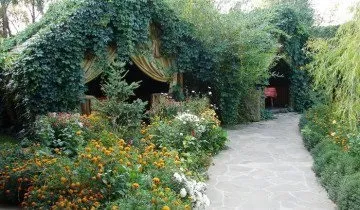 Як посадити і розвести дівочий виноград на своїй ділянці (дівочий) Як посадити і розвести дівочий виноград на своїй ділянці