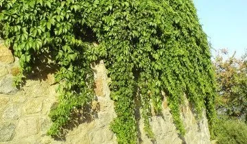 Як посадити і розвести дівочий виноград на своїй ділянці (дівочий) Як посадити і розвести дівочий виноград на своїй ділянці