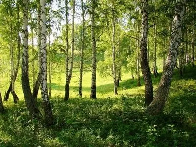 Як посадити березу і коли, веселий урожайнік (як посадити березу) Як посадити березу і коли, веселий урожайнік