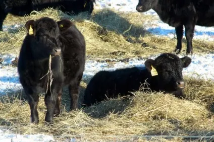 Як підвищити удій молока у корови взимку організація харчування (удій) Як підвищити удій молока у корови взимку організація харчування