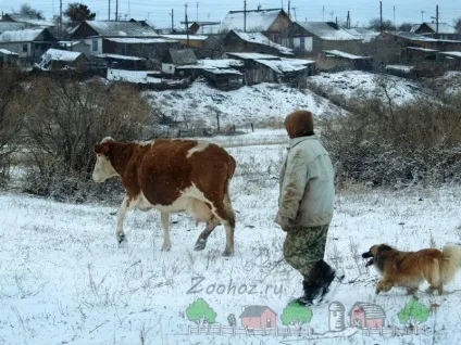 Як підвищити надої корів взимку поради та відео (удої) Як підвищити надої корів взимку поради та відео