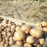 Як правильно пересаджувати тюльпани, мамині шпаргалочкі (правильно) Як правильно пересаджувати тюльпани, мамині шпаргалочкі