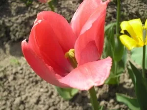 Як правильно пересаджувати тюльпани, мамині шпаргалочкі (тюльпани) Як правильно пересаджувати тюльпани, мамині шпаргалочкі