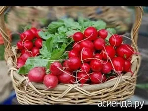 Як правильно зберігати редиску (редис (редиска)) Як правильно зберігати редиску