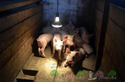 Як правильно побудувати сарай для свиней своїми руками в домашніх умовах без великих витрат (побудувати) Як правильно побудувати сарай для свиней своїми руками в домашніх умовах без великих витрат