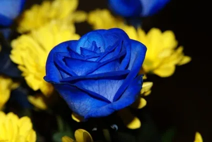 Як з'явилися сині троянди, duty free flowers (троянди) Як з'явилися сині троянди, duty free flowers