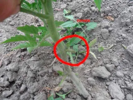 Як правильно пасинкувати помідори у відкритому грунті (відкритому) Як правильно пасинкувати помідори у відкритому грунті