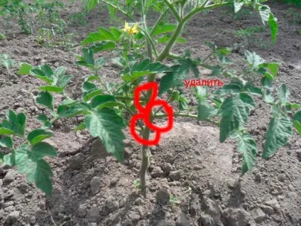 Як правильно пасинкувати помідори у відкритому грунті (правильно) Як правильно пасинкувати помідори у відкритому грунті