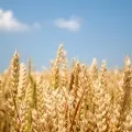 Як застосовувати масло зародків пшениці (застосовувати) Як застосовувати масло зародків пшениці