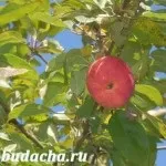 Як прищепити яблуню до дички навесні наш експеримент, дача (прищепити) Як прищепити яблуню до дички навесні наш експеримент, дача
