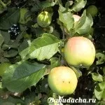 Як прищепити яблуню до дички навесні наш експеримент, дача (навесні) Як прищепити яблуню до дички навесні наш експеримент, дача