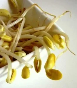 Як проростити боби сої в домашніх умовах для здорового харчування (умовах) Як проростити боби сої в домашніх умовах для здорового харчування