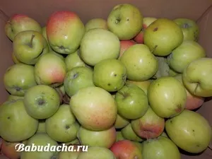 Як прищепити яблуню до дички навесні наш експеримент, дача (дички) Як прищепити яблуню до дички навесні наш експеримент, дача