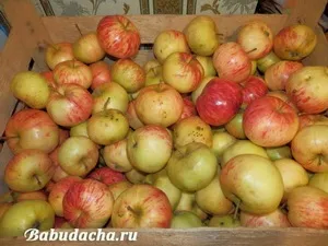 Як прищепити яблуню до дички навесні наш експеримент, дача (експеримент) Як прищепити яблуню до дички навесні наш експеримент, дача