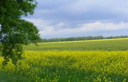 Як перевірити чергу на земельну ділянку для багатодітної сім'ї (сім'ї) Як перевірити чергу на земельну ділянку для багатодітної сім'ї