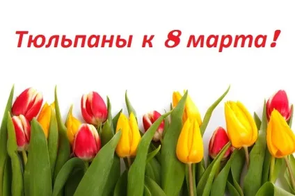 Як продавати тюльпани з машини на 8 березня і заробити 80 000 рублів! (Рублів) Як продавати тюльпани з машини на 8 березня і заробити 80 000 рублів!