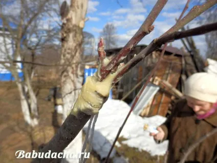 Як прищепити яблуню до дички навесні наш експеримент, дача (експеримент) Як прищепити яблуню до дички навесні наш експеримент, дача