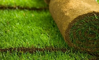 Як розбити газон влітку, квіти в саду (садиба) (квіти) Як розбити газон влітку, квіти в саду (садиба)