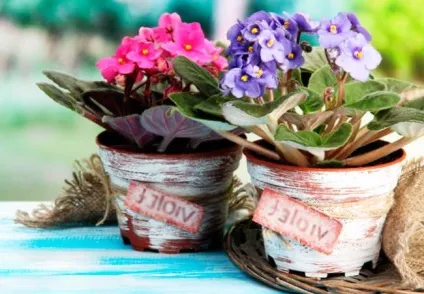 Як розсадити фіалку в домашніх умовах корисні поради (умовах) Як розсадити фіалку в домашніх умовах корисні поради