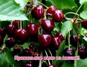 Як зробити вино з вишні в домашніх умовах - по простому перевіреного рецепту з кісточками і без (перевіреного) Як зробити вино з вишні в домашніх умовах - по простому перевіреного рецепту з кісточками і без