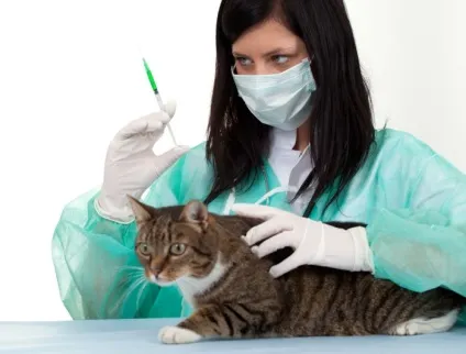 Як зробити укол коту під лопатку особливості та техніка проведення процедури, звірі будинку (будинку) Як зробити укол коту під лопатку особливості та техніка проведення процедури, звірі будинку