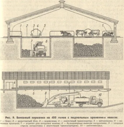 Як містити молочних корів (корів) Як містити молочних корів