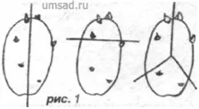 Як прискорити розмноження картоплі (розмножити) Як прискорити розмноження картоплі