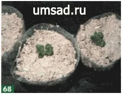 Як прискорити розмноження картоплі (швидко) Як прискорити розмноження картоплі